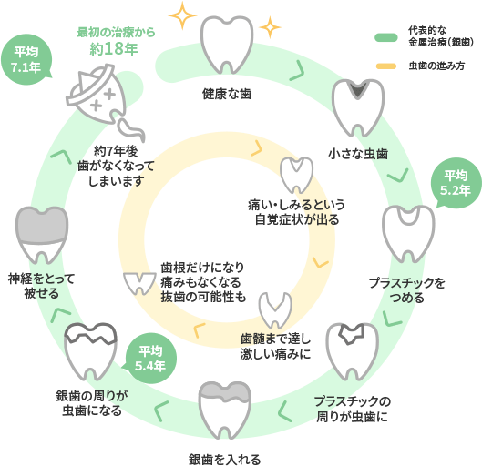 歯の一生の図