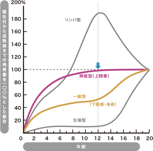 スキャモンの発育曲線のグラフ